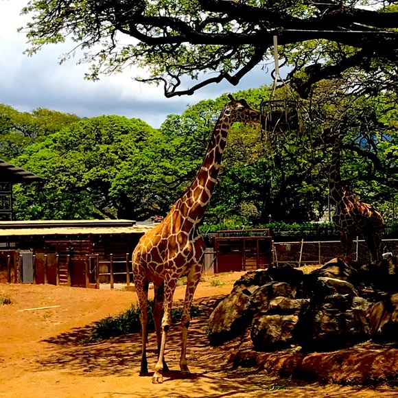 Meet your Posher, Manoushka - Picture 1 of 1